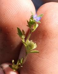 Veronica verna
