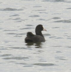 Fulica atra