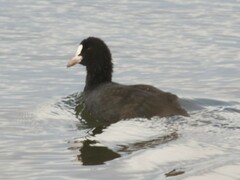 Fulica atra