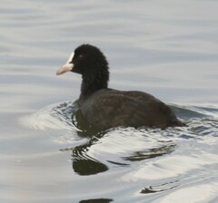Fulica atra