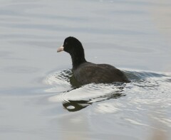 Fulica atra