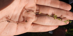 Veronica verna