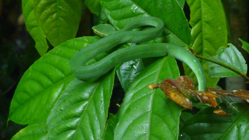 Tropidolaemus subannulatus