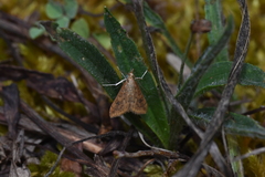 Udea ferrugalis
