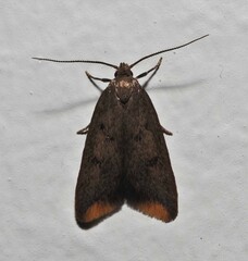 Tachystola acroxantha