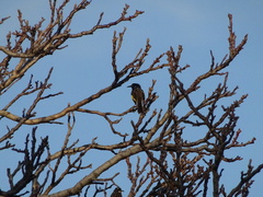 Phylidonyris novaehollandiae