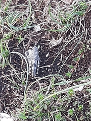 Oedipoda