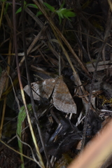 Scotopteryx chenopodiata