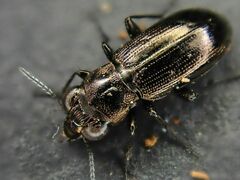 Notiophilus aestuans