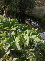 Gunnera