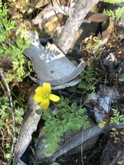 Oxalis perennans