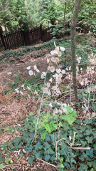 Lunaria annua