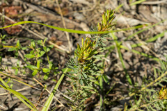 Pultenaea humilis