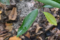 Cinnamomum