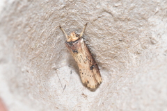 Axylia putris