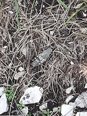 Oedipoda