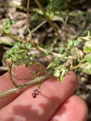 Chenopodium nutans