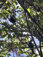Prosthemadera novaeseelandiae