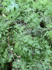 Hymenophyllum demissum