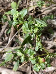 Chenopodium nutans