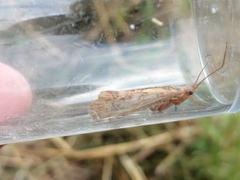 Limnephilus