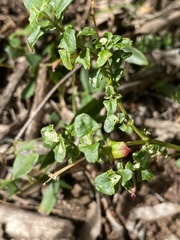 Chenopodium nutans