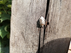 Rhaphigaster nebulosa