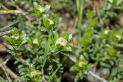 Pimelea humilis
