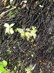 Dacrycarpus dacrydioides