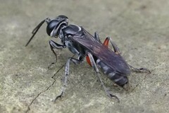 Liris subtessellatus