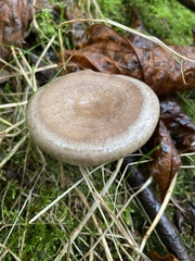 Lactarius pyrogalus