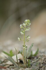 Reseda phyteuma