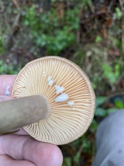 Lactarius pyrogalus