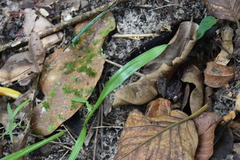 Curculigo orchioides