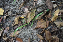 Curculigo orchioides