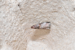 Acrobasis advenella