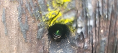 Xylocopa bombylans