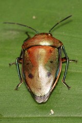 Calliphara nobilis