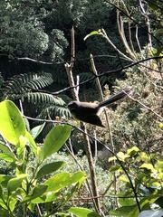 Rhipidura fuliginosa placabilis