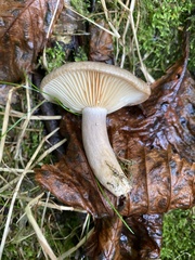 Lactarius pyrogalus