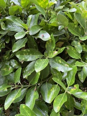 Euonymus japonicus