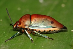 Calliphara nobilis