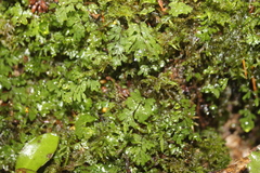 Hymenophyllum