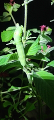 Sphingidae