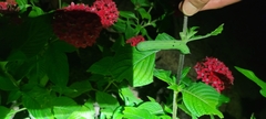 Sphingidae