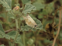 Heliopetes ericetorum