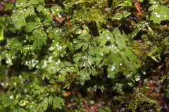 Hymenophyllum