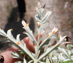 Phragmidium potentillae