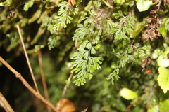 Hymenophyllum