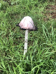 Coprinus